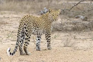 Panthera Pardus Species Stampe: Leopard, Panthera pardus