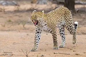 Panthera Pardus Species Stampe: Leopard, Panthera pardus