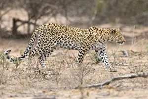 Panthera Pardus Species Stampe: Leopard, Panthera pardus