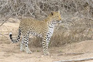 Panthera Pardus Pictures Stampe: Leopard, Panthera pardus