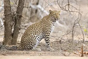 Panthera Pardus Images Stampe: Leopard, Panthera pardus