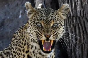 Panthera Pardus Species Stampe: A leopard (Panthera pardus) snarling and looking at the camera