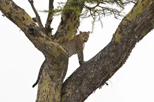 Panthera Pardus Habitat Stampe: A leopard, Panthera pardus, standing on a tree