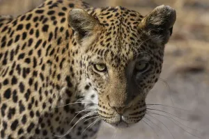 Panthera Pardus Species Stampe: A leopard, Panthera pardus, walking and looking at the camera