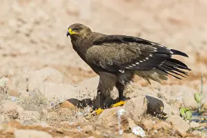 Lesser Spotted Eagle Stampe: Lesser Spotted Eagle