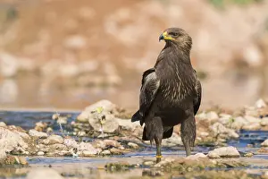 Lesser Spotted Eagle Stampe: Lesser Spotted Eagle