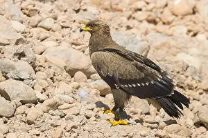 Lesser Spotted Eagle Stampe: Lesser Spotted Eagle
