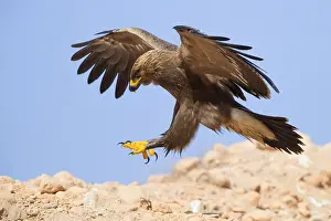 Lesser Spotted Eagle Stampe: Lesser Spotted Eagle