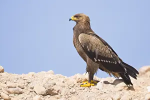 Accipitridae Family Stampe: Lesser Spotted Eagle