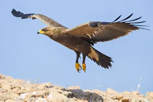 Lesser Spotted Eagle Stampe: Lesser Spotted Eagle