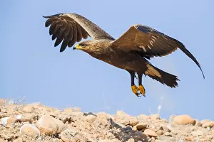 Lesser Spotted Eagle Stampe: Lesser Spotted Eagle