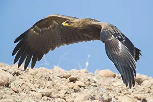 Lesser Spotted Eagle Stampe: Lesser Spotted Eagle