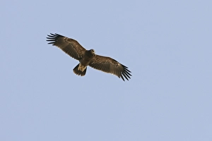 Lesser Spotted Eagle Stampe: Lesser Spotted Eagle, Schreeuwarend, Aquila pomarina