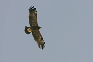 Lesser Spotted Eagle Stampe: Lesser Spotted Eagle, Schreeuwarend, Aquila pomarina