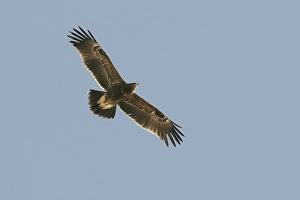 Lesser Spotted Eagle Stampe: Lesser Spotted Eagle, Schreeuwarend, Aquila pomarina