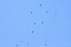 Lesser Spotted Eagle Stampe: Lesser Spotted Eagle, Schreeuwarend, Aquila pomarina