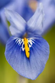 Iris Flower Close Up Stampe: Lis, Iris