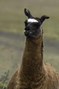 Llama Portrait Stampe: Llama