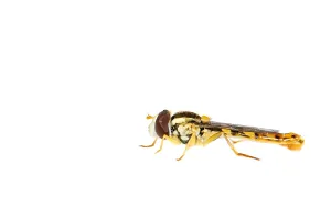 European Hoverflies Stampe: Long hoverfly, Sphaerophoria scripta