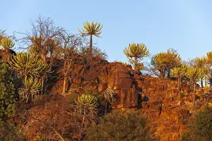 Botswana Landscape Photography Stampe: Low angle view of cliffs lined with strange trees