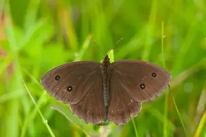 German Wildlife Fauna Stampe: Macro image of a butterfly