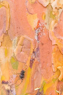 Immagini datate 18 giugno 2019: Immagine macro di un insetto.