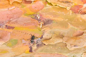 Wildlife In Russia Stampe: Macro image of an insect