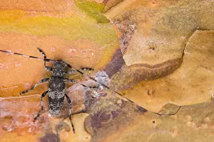 Wildlife Macro Photography Stampe: Macro image of an insect