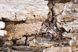 Macro Insect Images Stampe: Macro image of an insect