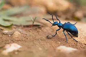 Macro Insect Images Stampe: Macro image of an insect