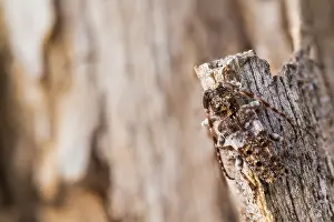 Macro Insect Images Stampe: Macro image of an insect