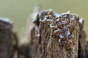 Macro Insect Images Stampe: Macro image of an insect