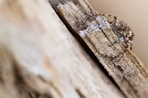Macro Insect Images Stampe: Macro image of an insect