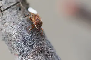 Macro Insect Images Stampe: Macro image of an insect