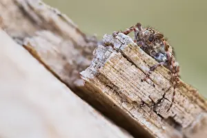 Macro Insect Images Stampe: Macro image of an insect