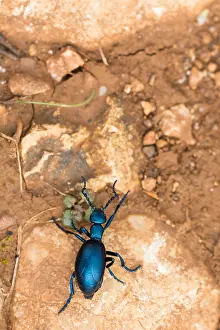 Macro Insect Images Stampe: Macro image of an insect