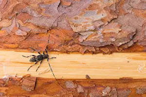 Russian Nature Photography Stampe: Macro image of an insect