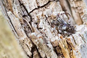 Macro Insect Images Stampe: Macro image of an insect