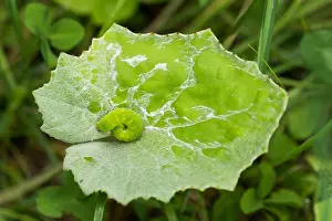 Immagini datate 3 agosto 2019: Immagine macro di un insetto.