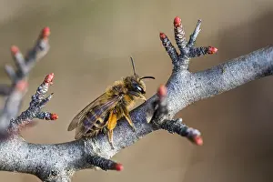 Macro Insect Images Stampe: Macro image of an insect