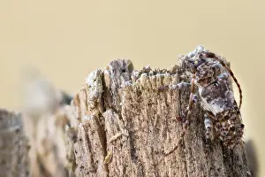 Pogonocherus Fasciculatus Stampe: Macro image of an insect