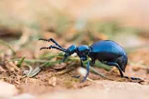 Macro Insect Images Stampe: Macro image of an insect