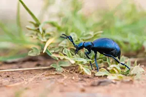 Macro Insect Images Stampe: Macro image of an insect