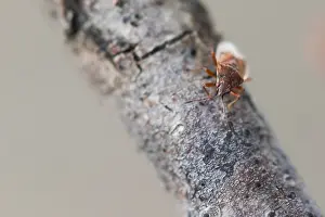 Macro Insect Images Stampe: Macro image of an insect