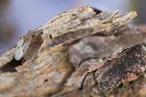 Macro Insect Images Stampe: Macro image of an insect