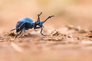 Macro Insect Images Stampe: Macro image of an insect