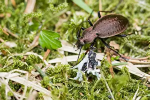 Germany Wildlife Images Stampe: Macro image of an insect in Germany
