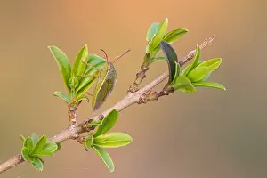 Baden Wurttemberg Wildlife Images Stampe: Macro image of an insect in Germany