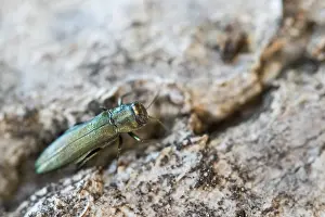 Immagine macro di un insetto in Germania.