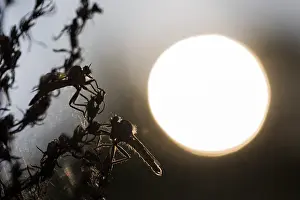 Macro Photography Europe Stampe: Macro image of an insect in Germany